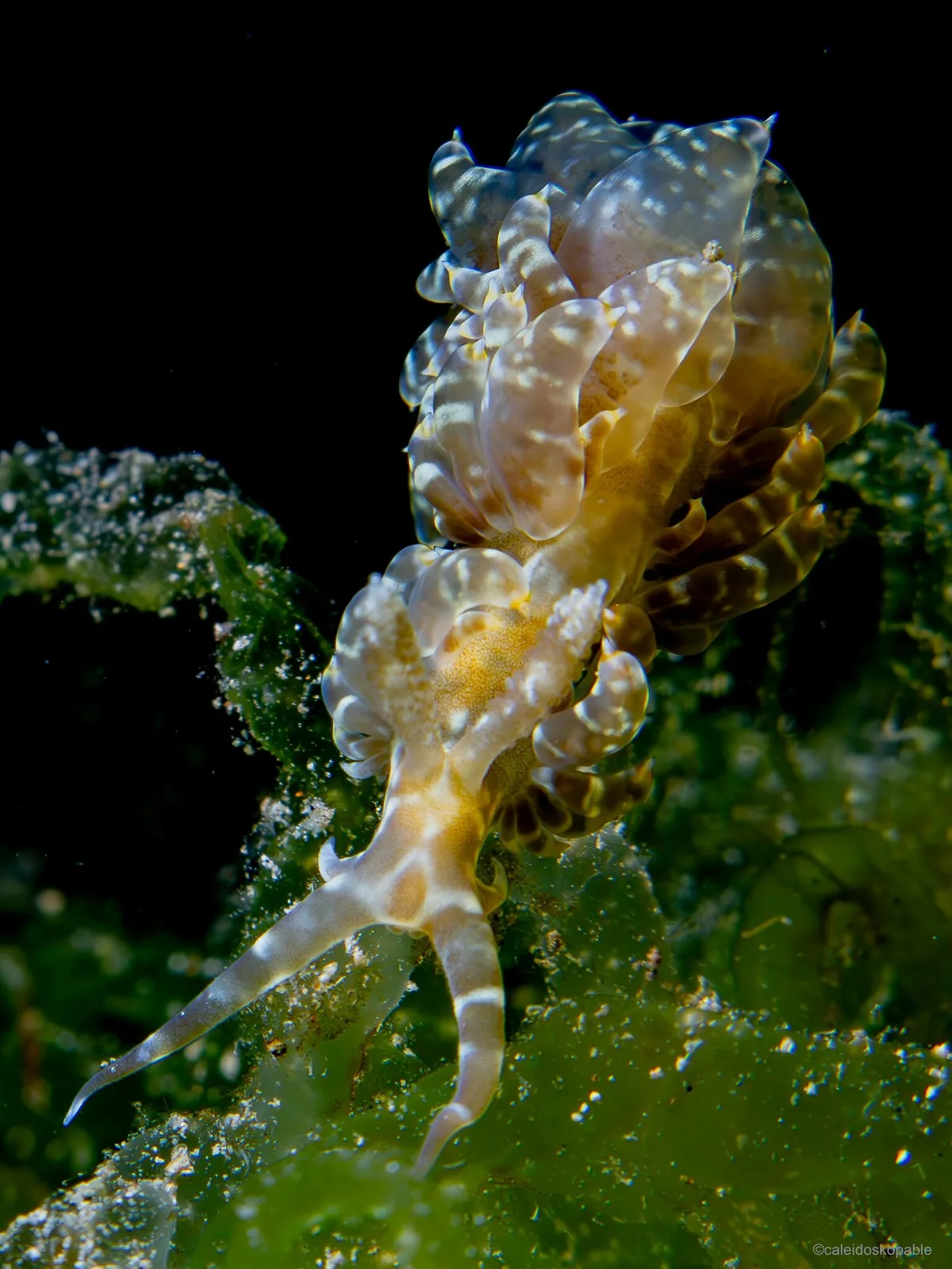 Baeolidia moebii - Mabini, Philippines