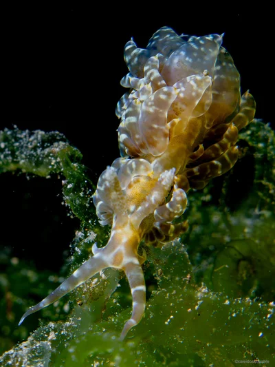 Baeolidia moebii - Mabini, Philippines