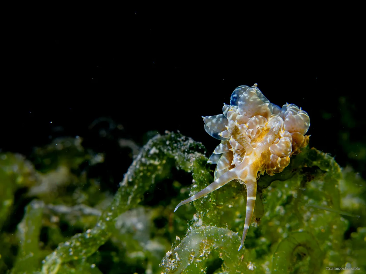 Baeolidia moebii - Mabini, Philippines