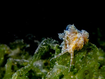 Baeolidia moebii - Mabini, Philippines