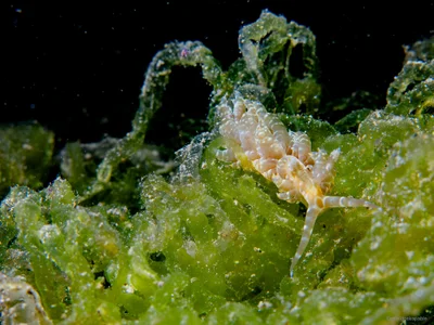 Baeolidia moebii - Mabini, Philippines