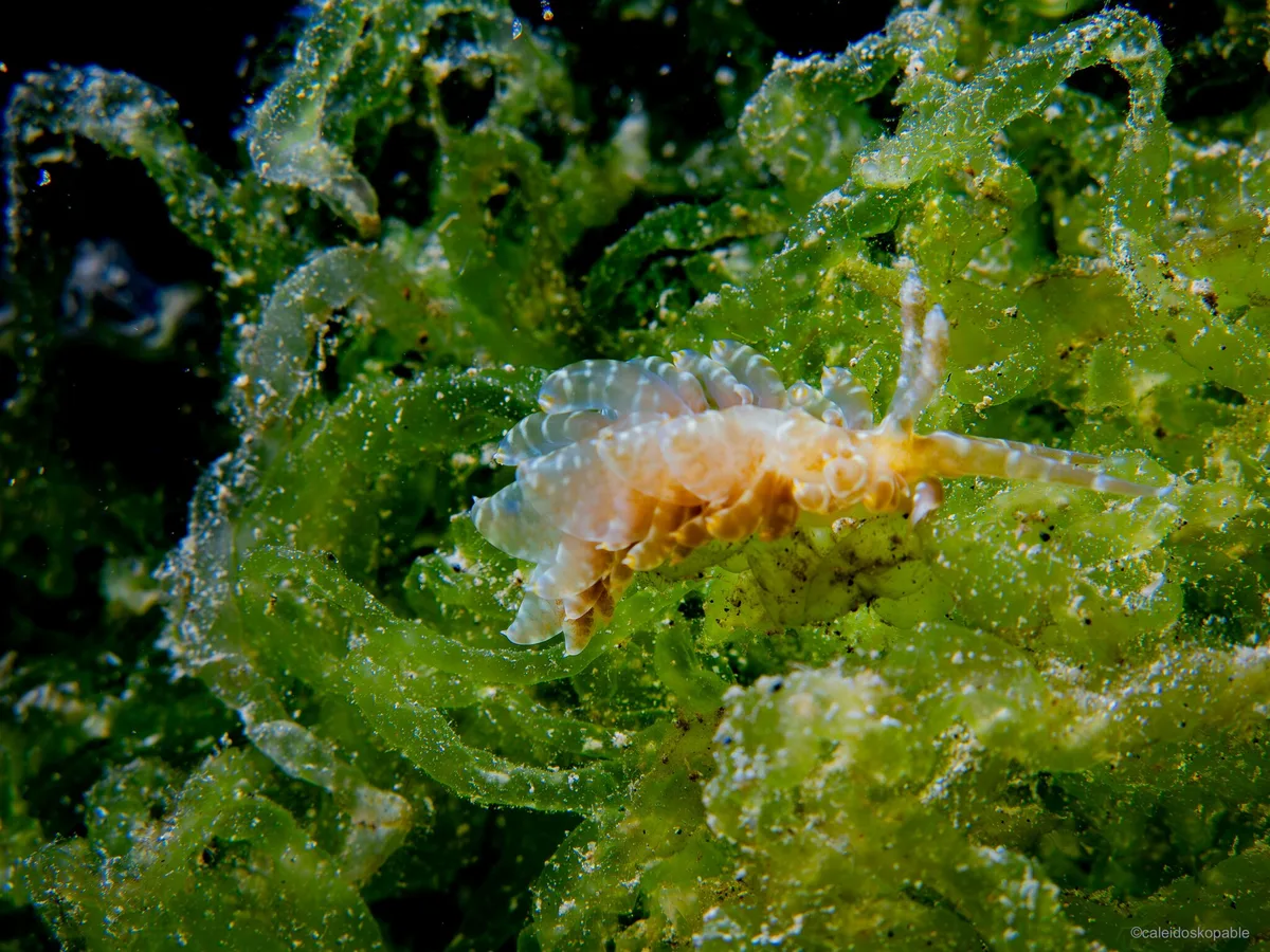 Baeolidia moebii - Mabini, Philippines