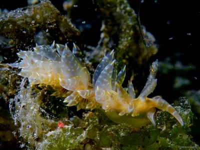 Baeolidia moebii - Mabini, Philippines