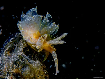 Baeolidia moebii - Mabini, Philippines