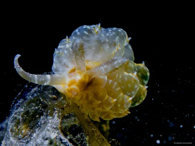 Baeolidia moebii - Mabini, Philippines