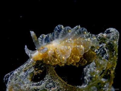 Baeolidia moebii - Mabini, Philippines