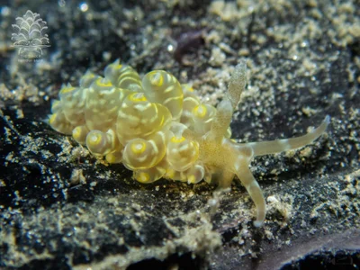 Baeolidia moebii - Romblon, PH