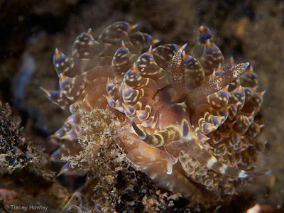Baeolidia moebii - Tallebudgera Creek, Gold Coast QLD, Australia