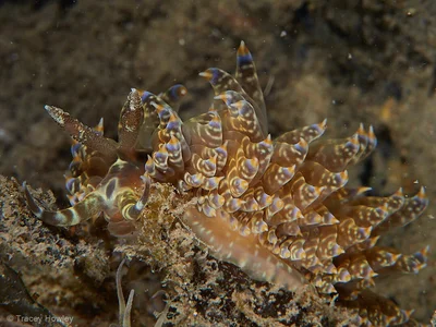 Baeolidia moebii - Tallebudgera Creek, Gold Coast QLD, Australia