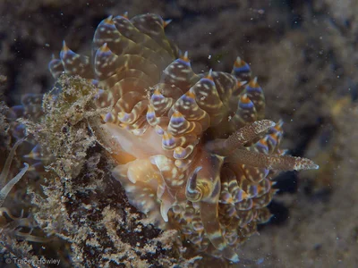 Baeolidia moebii - Tallebudgera Creek, Gold Coast QLD, Australia