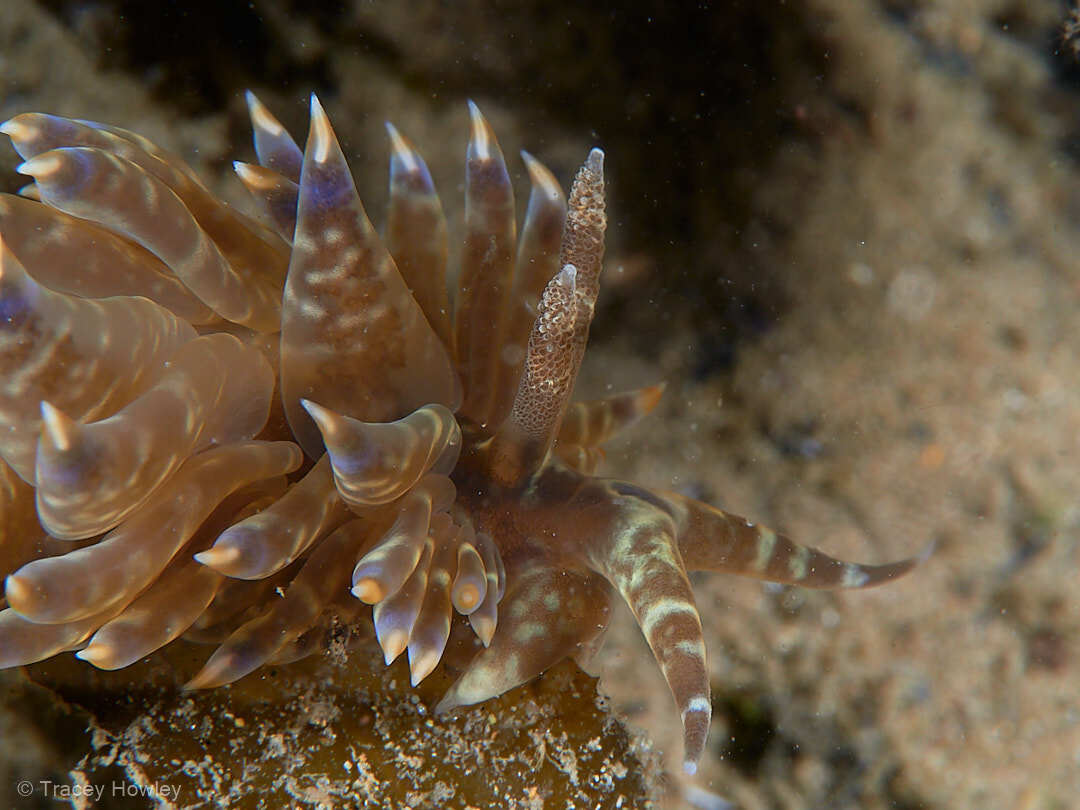 Baeolidia moebii - Tallebudgera Creek, Gold Coast QLD, Australia