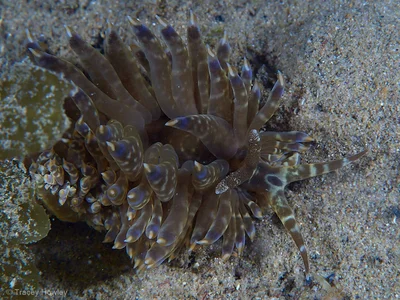 Baeolidia moebii - Tallebudgera Creek, Gold Coast QLD, Australia