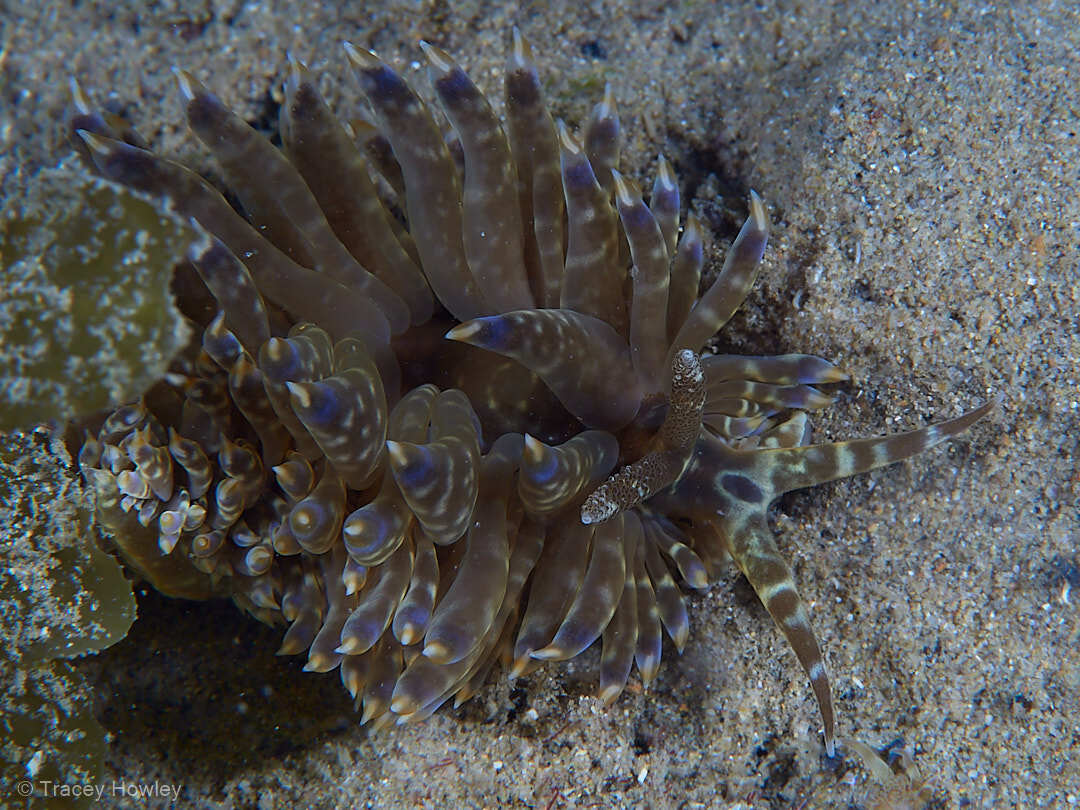 Baeolidia moebii - Tallebudgera Creek, Gold Coast QLD, Australia