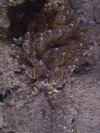 Baeolidia moebii - Tallebudgera Creek, Gold Coast QLD, Australia