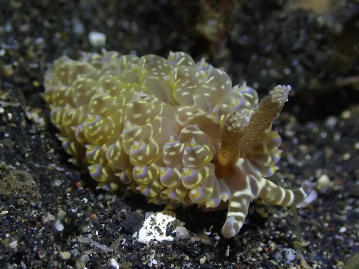 Baeolidia moebii - Bitung, ID-SW, ID