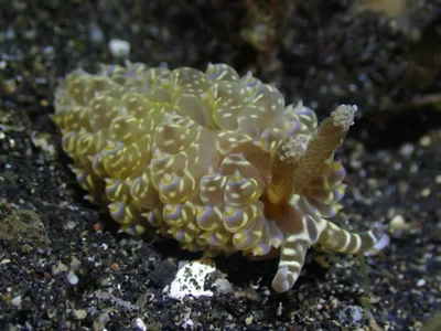 Baeolidia moebii - Bitung, ID-SW, ID