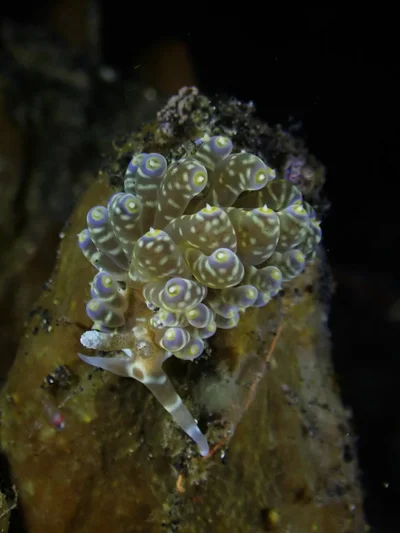 Baeolidia moebii - Bitung, ID-SW, ID