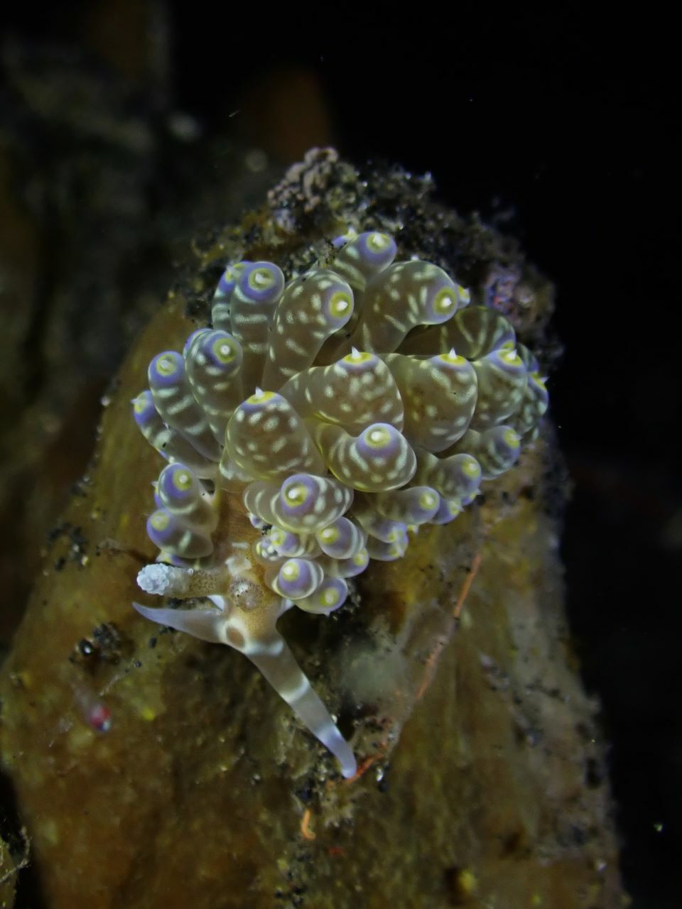 Baeolidia moebii - Bitung, ID-SW, ID