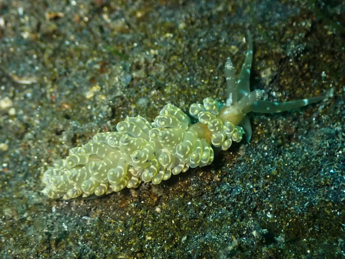 Baeolidia moebii - Bitung City, North Sulawesi, Indonesia