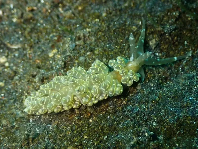 Baeolidia moebii - Bitung City, North Sulawesi, Indonesia