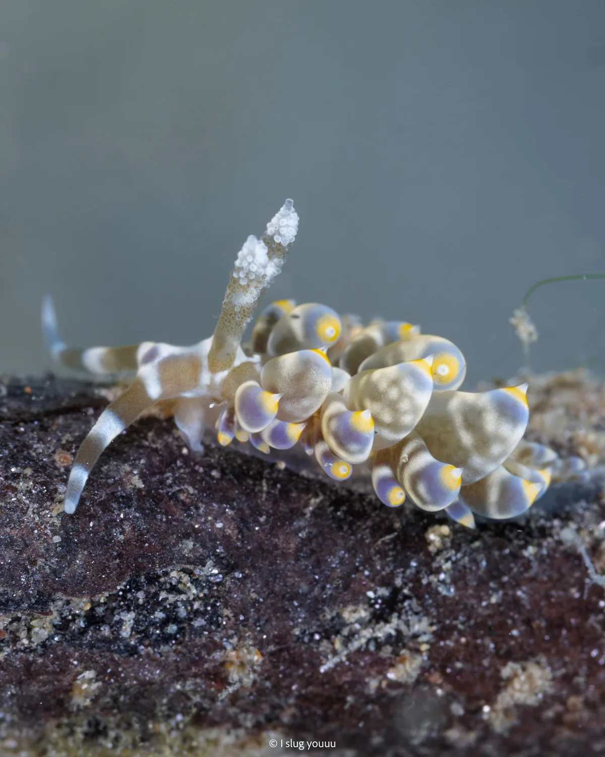 Baeolidia moebii - Sibuyan Sea, Mimaropa, PH