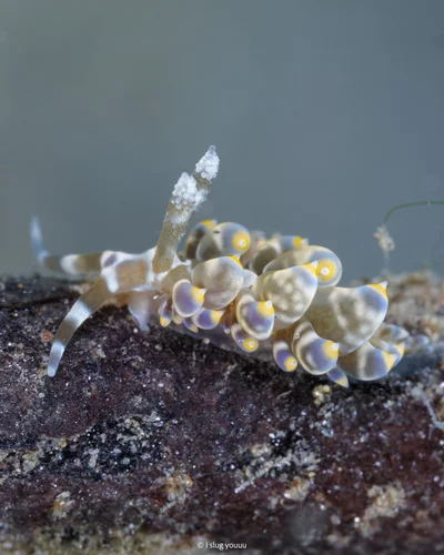 Baeolidia moebii - Sibuyan Sea, Mimaropa, PH