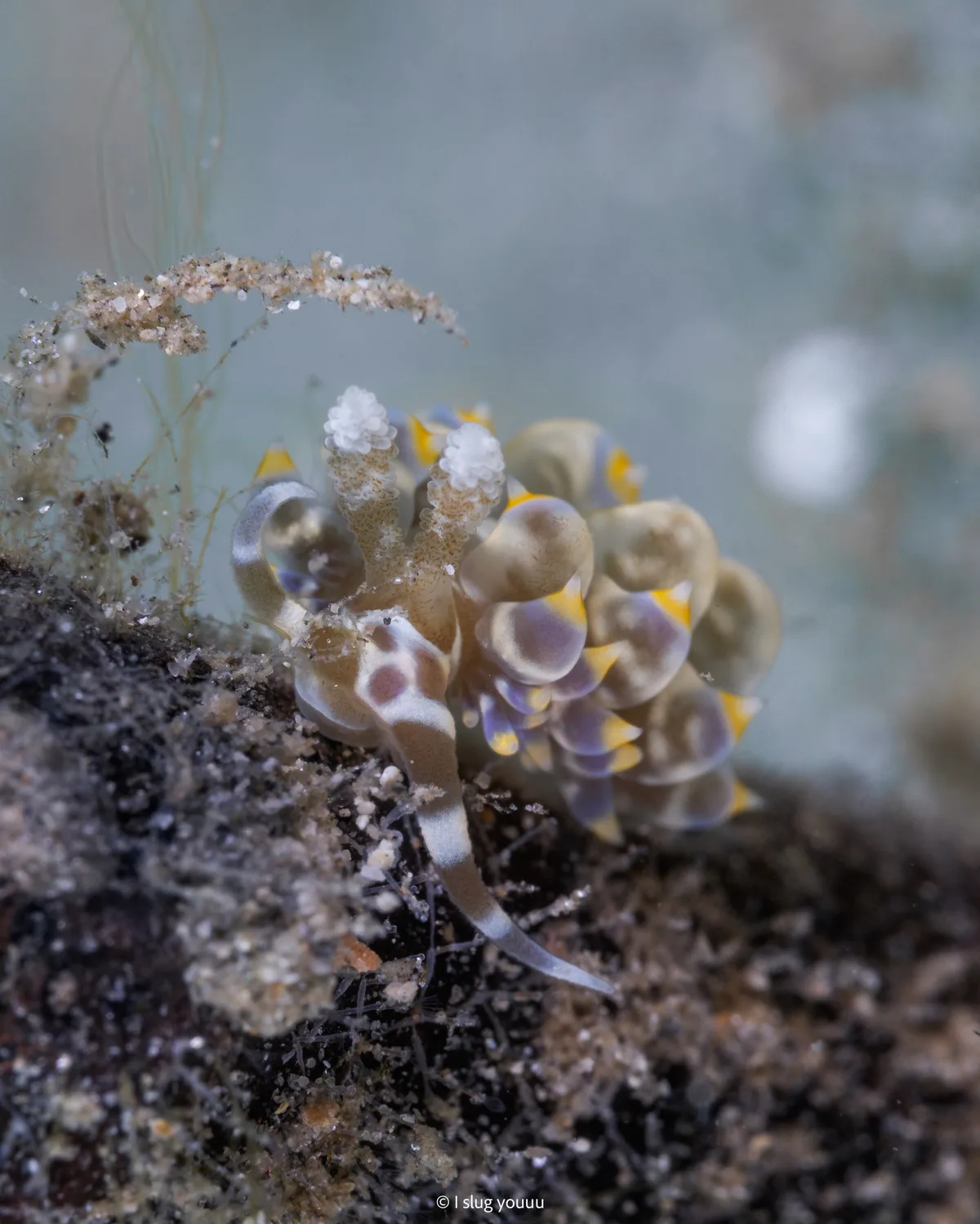 Baeolidia moebii - Sibuyan Sea, Mimaropa, PH