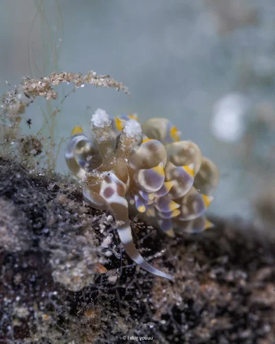 Baeolidia moebii - Sibuyan Sea, Mimaropa, PH