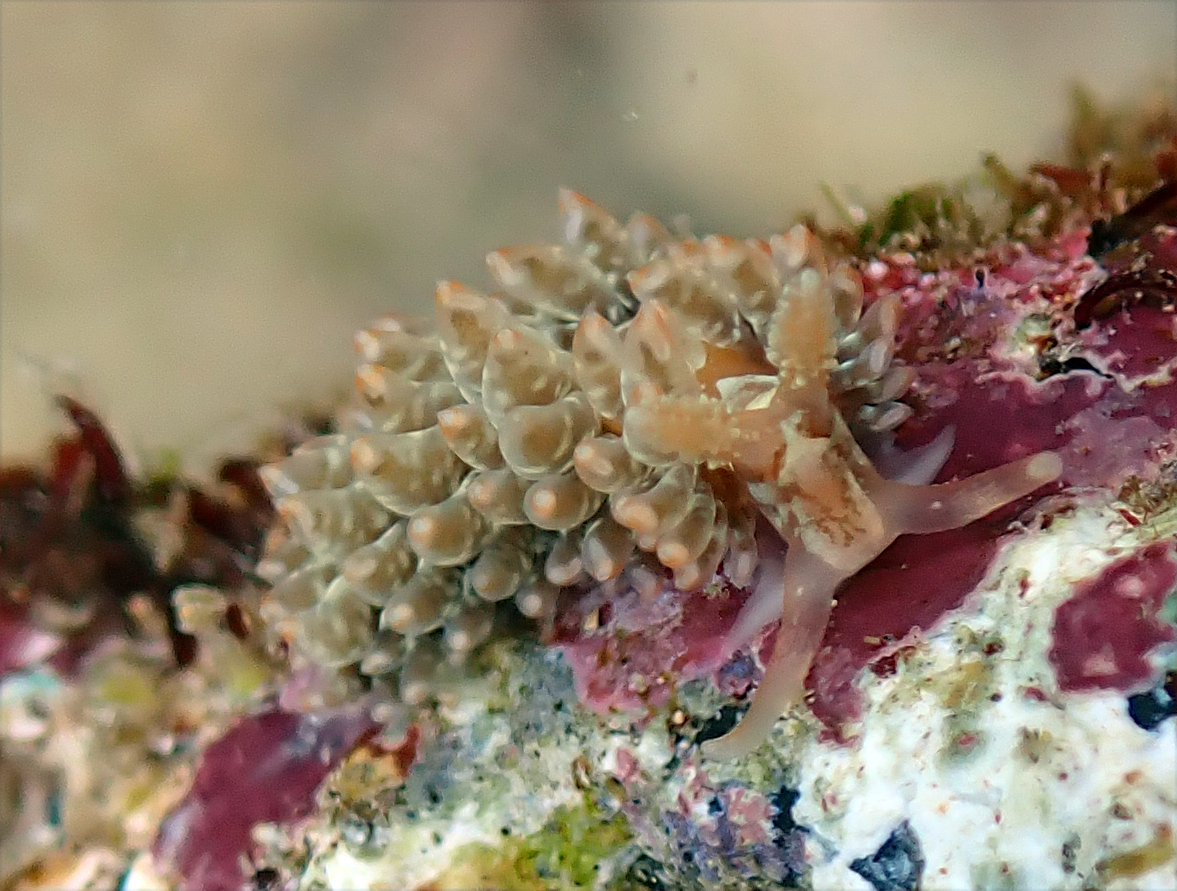 Baeolidia moebii - Makena Landing, HI, USA