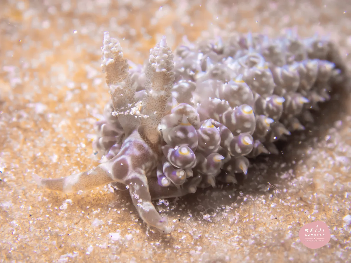Baeolidia moebii - Andaman Sea