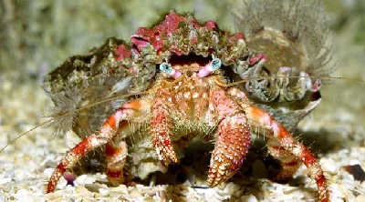 Anemone Hermit Crab