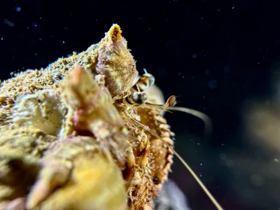 Anemone Hermit Crab