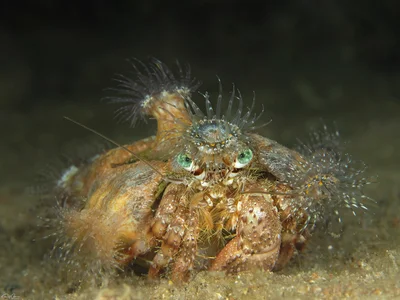 Red Sea Anemone Hermit Crab - Dardanus tinctor