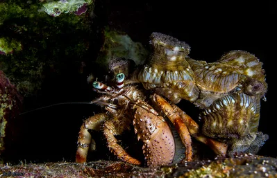 Red Sea Anemone Hermit Crab - Dardanus tinctor