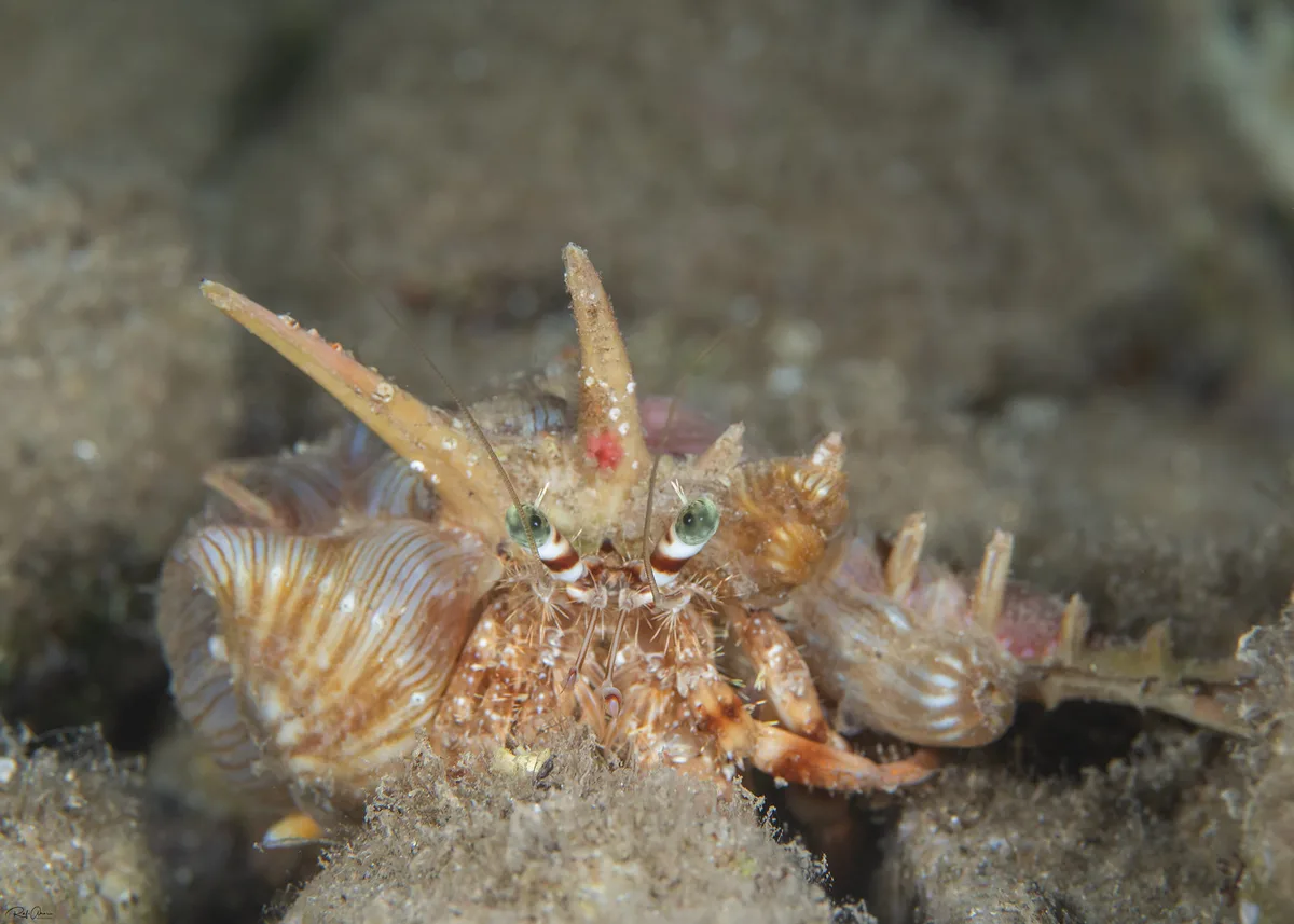 Dardanus tinctor - Red Sea Anemone Hermit Crab