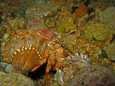 Anemone Carrier - Dardanus tinctor