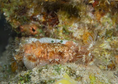 Dardanus tinctor - Red Sea Anemone Hermit Crab