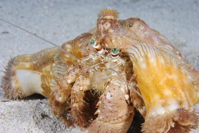 Anemone carrying crab (Dardanus tinctor)