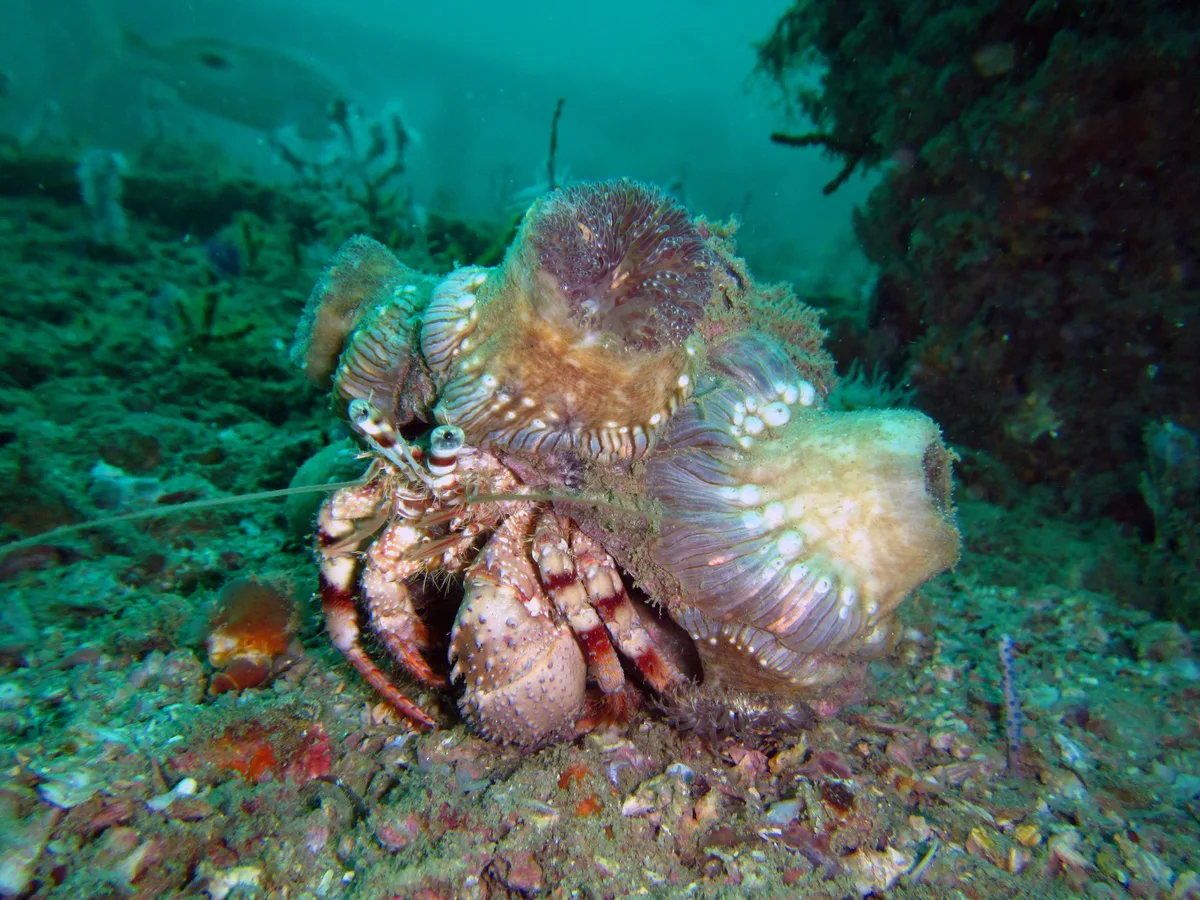 Dardanus tinctor, the anemone hermit crab, is a species of marine hermit crab in the family Diogenidae, Inchape II (Khorfakkan, UAE) with Canon PowerShot D30