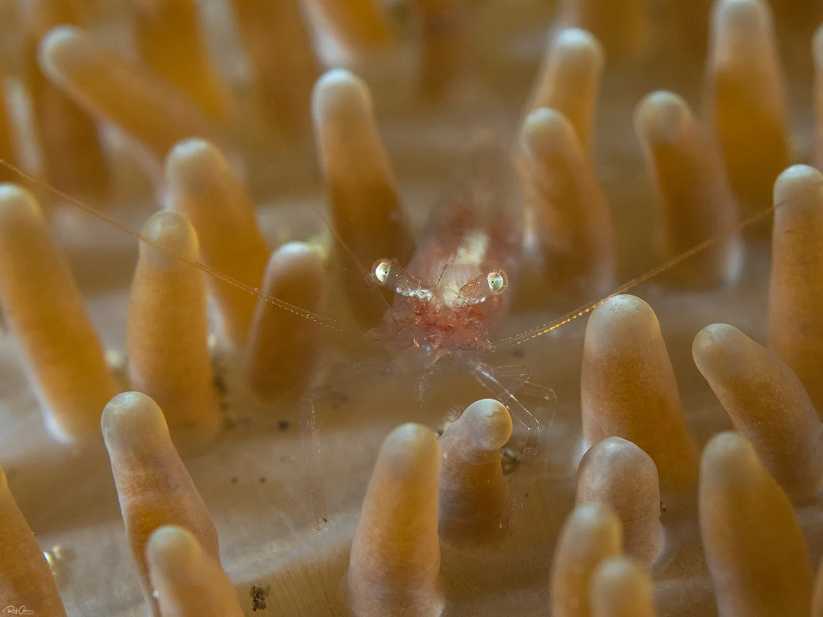 Actinimenes inornatus