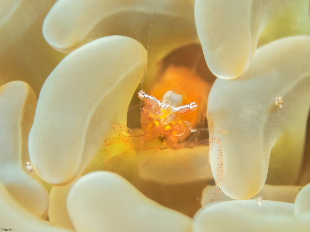 Actinimenes inornatus