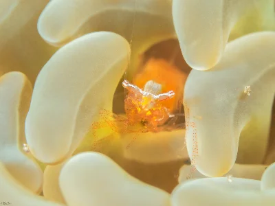 Actinimenes inornatus