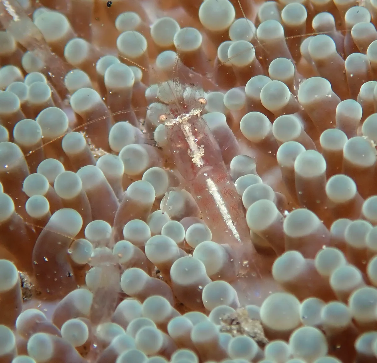Actinimenes inornatus - Agnay Pt N, Romblon Island