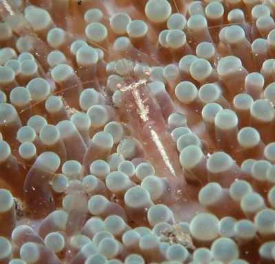 Actinimenes inornatus - Agnay Pt N, Romblon Island