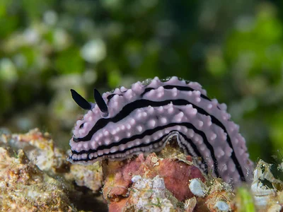 Phyllidiella zeylanica - Domino Nudibranch