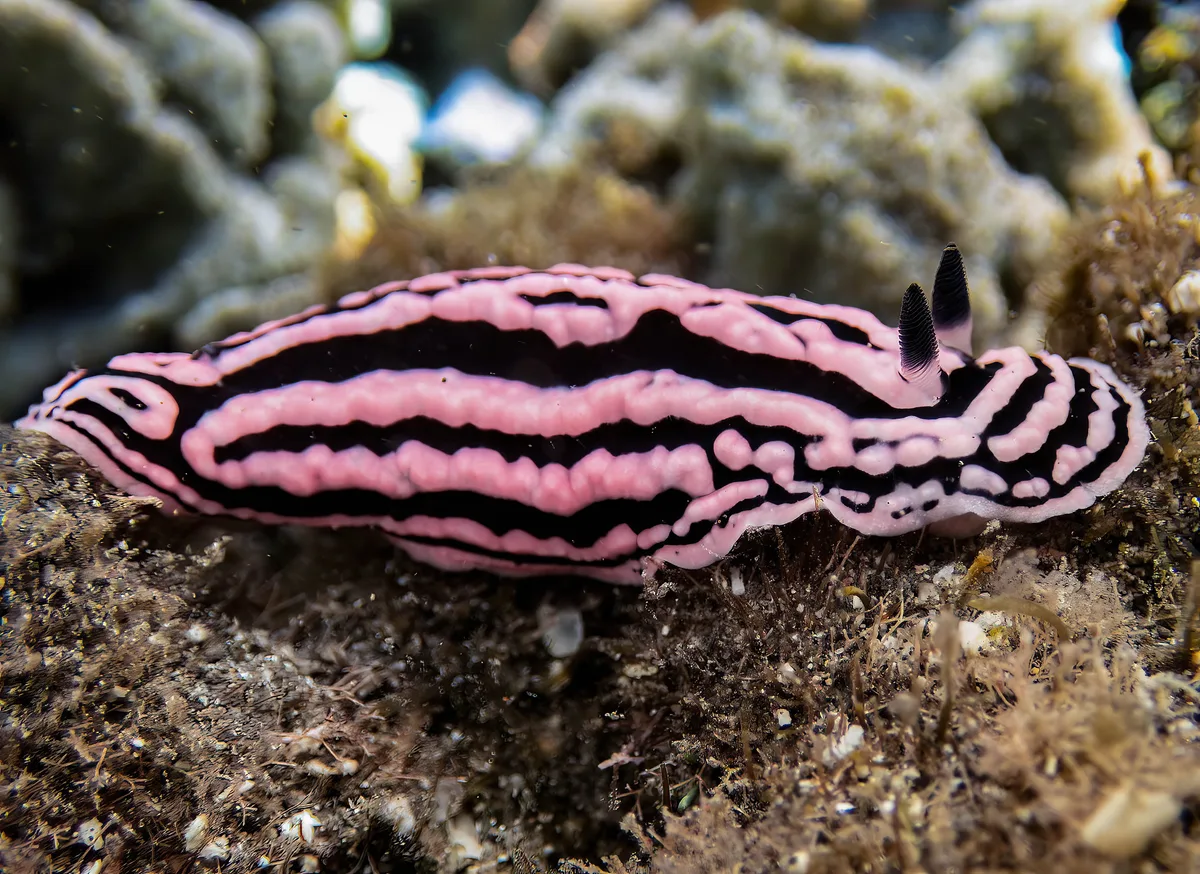 Phyllidiella zeylanica