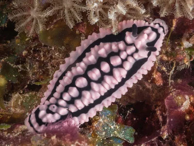 Phyllidiella zeylanica 01