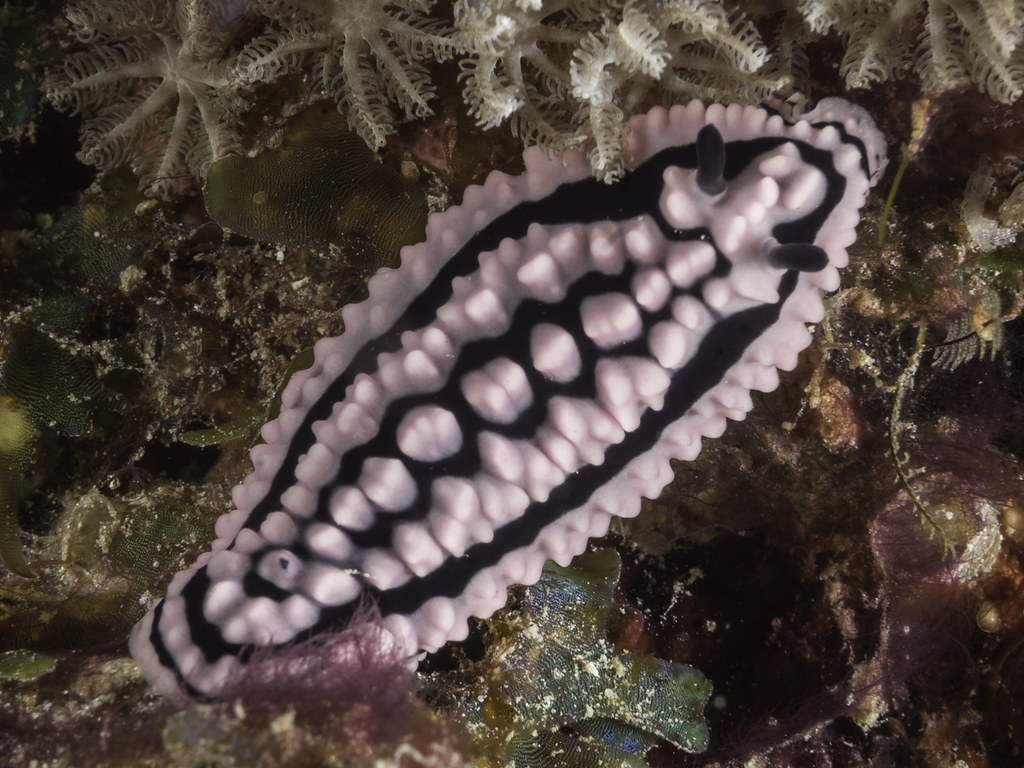 Phyllidiella zeylanica 01