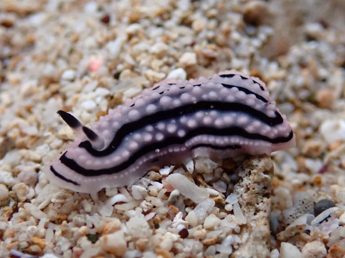 Phyllidiella zeylanica - 62FV+GRW, Andaman and Nicobar Islands 744202, India