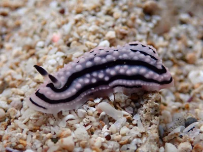 Phyllidiella zeylanica - 62FV+GRW, Andaman and Nicobar Islands 744202, India